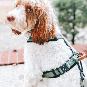 Made To Roam Explorer harness Florida Seaside size 3